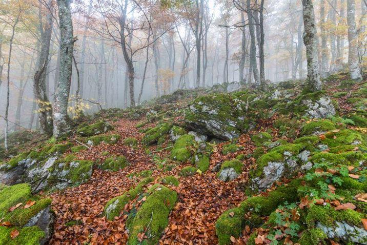autumn in the beech forest of gumial asturias autumn in the beech forest of gumial asturias