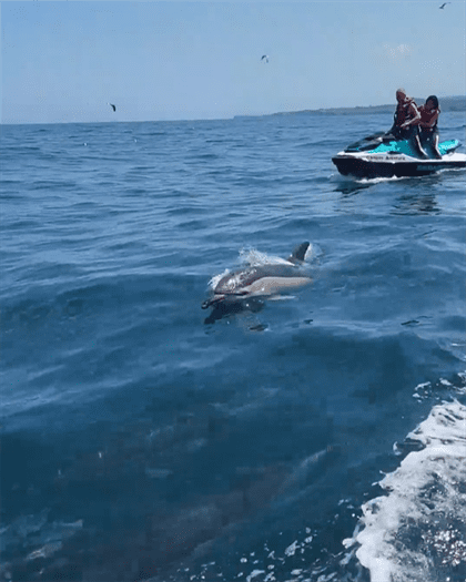 Delfines4 Delfines4